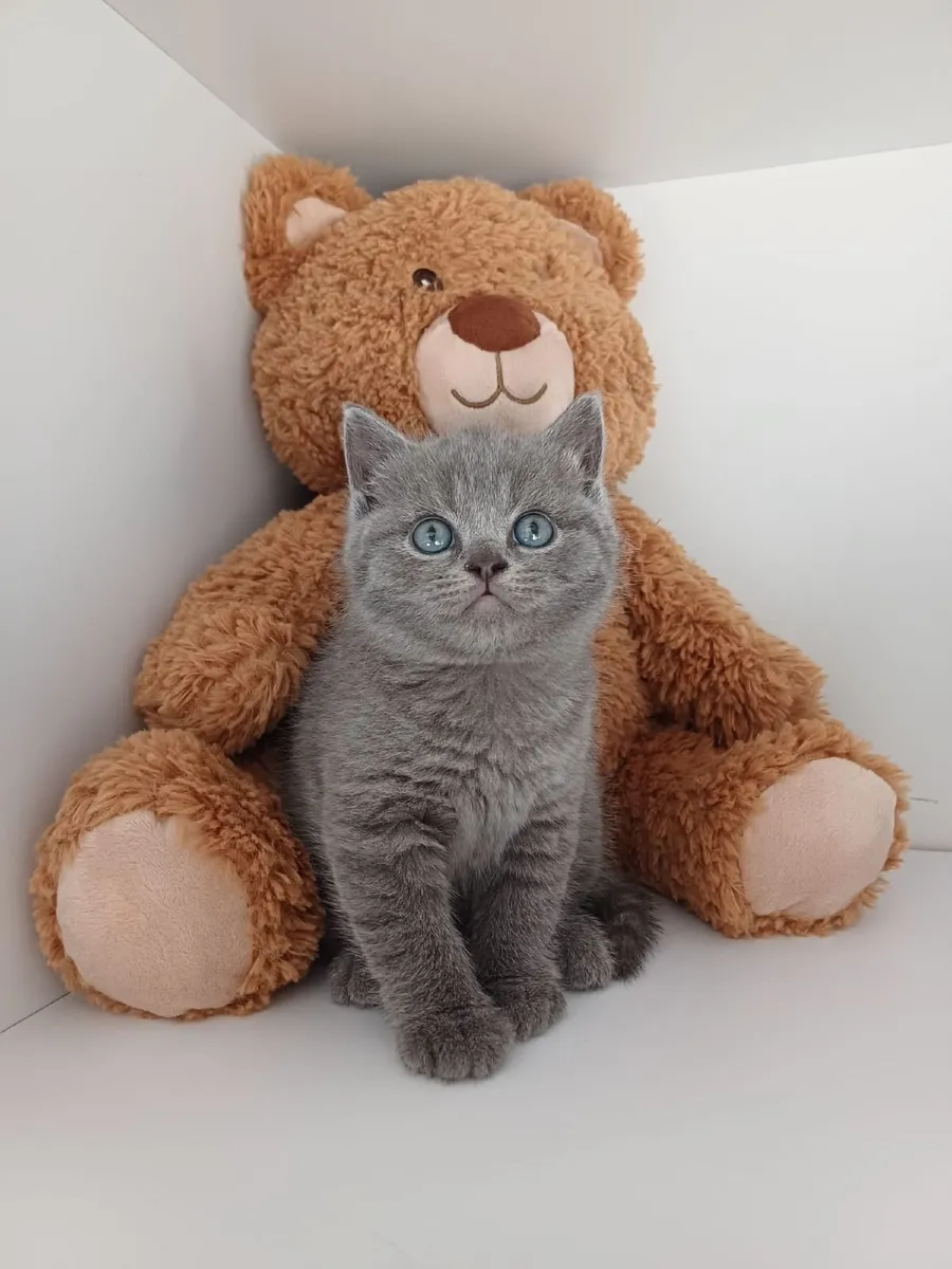 British shorthair kittens - Image 4