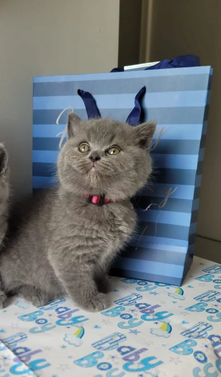 British shorthair kittens - Image 2