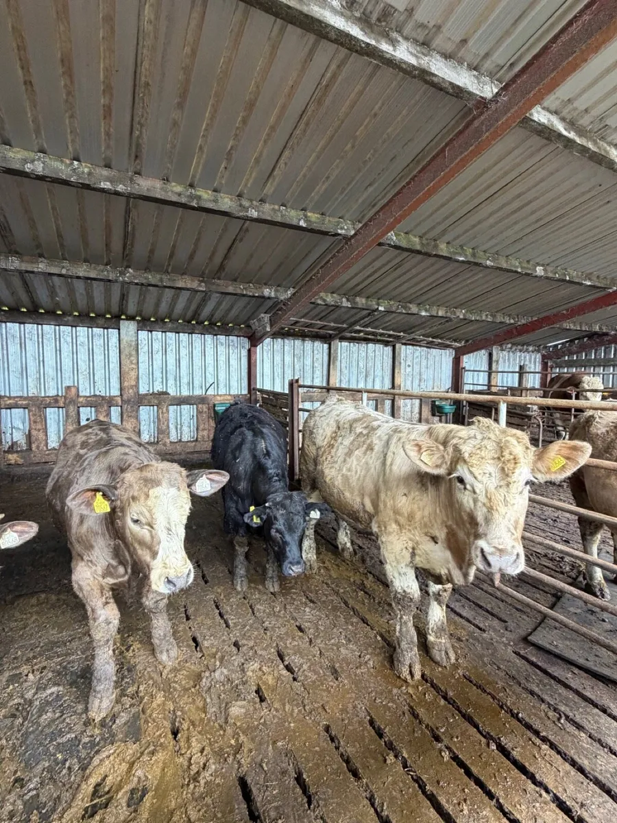 Four weanlings and two bulling heifers - Image 1