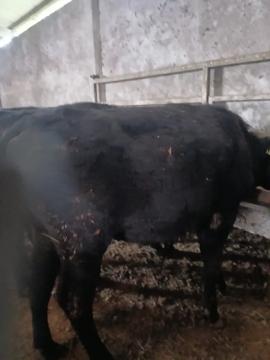 Aberdeen Angus Heifers - Image 1