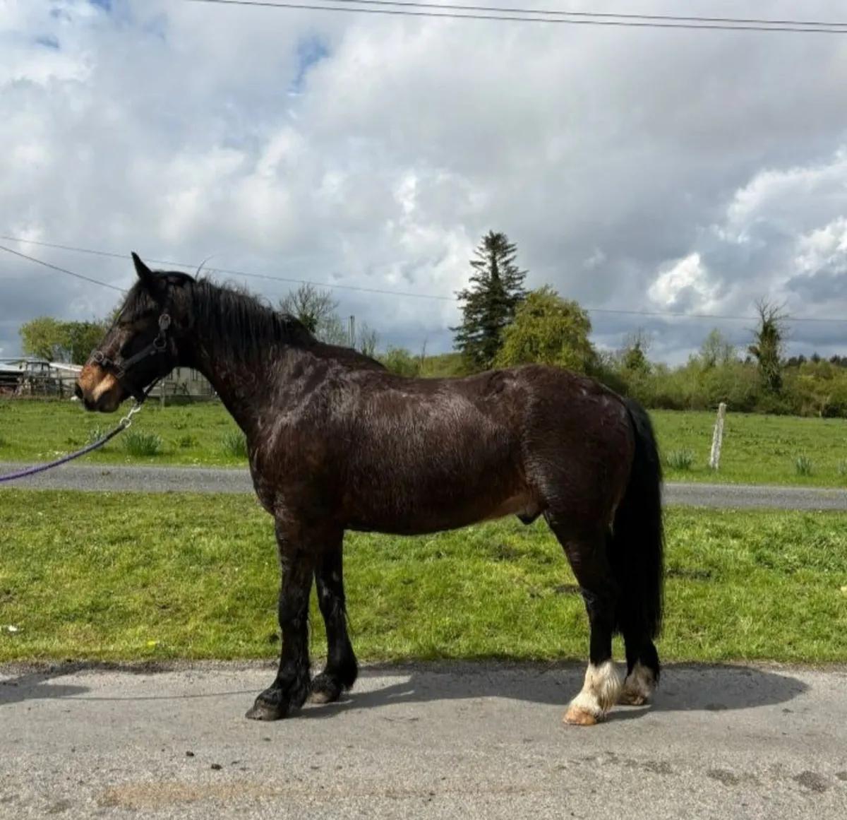 Riding Cobs - Image 2