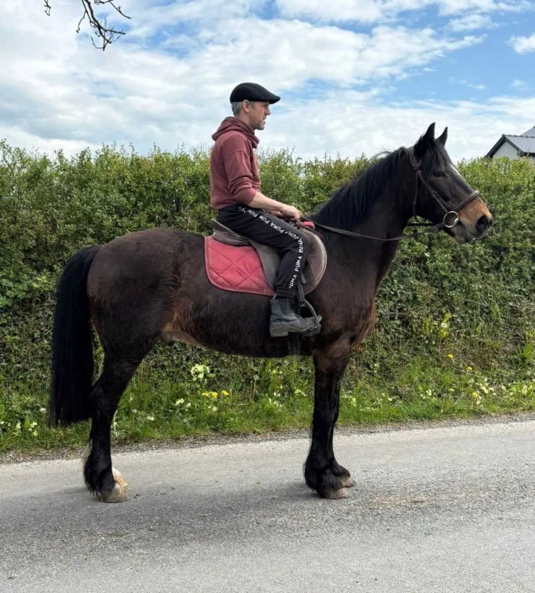 Riding Cobs - Image 1