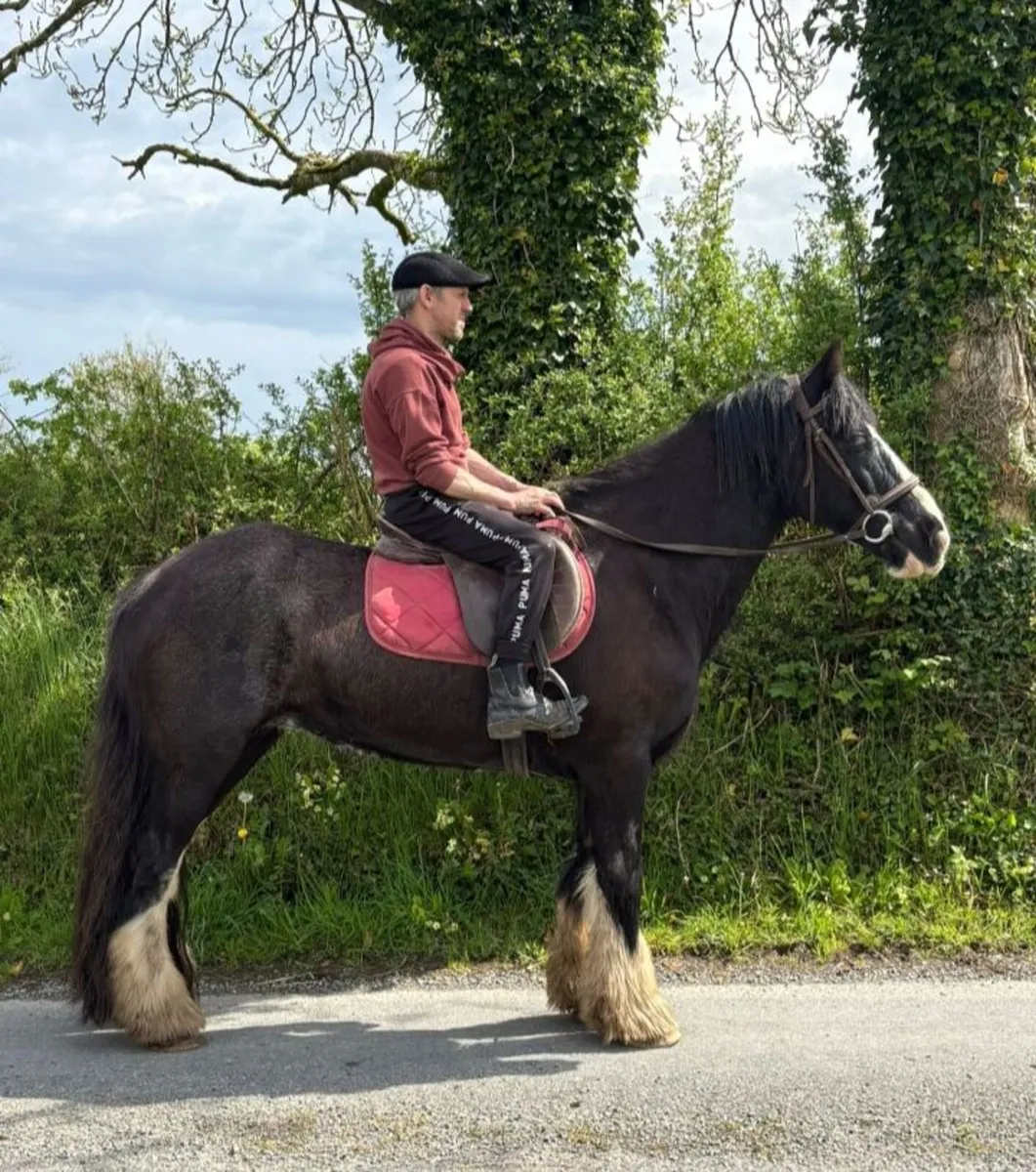 Riding Cobs - Image 3