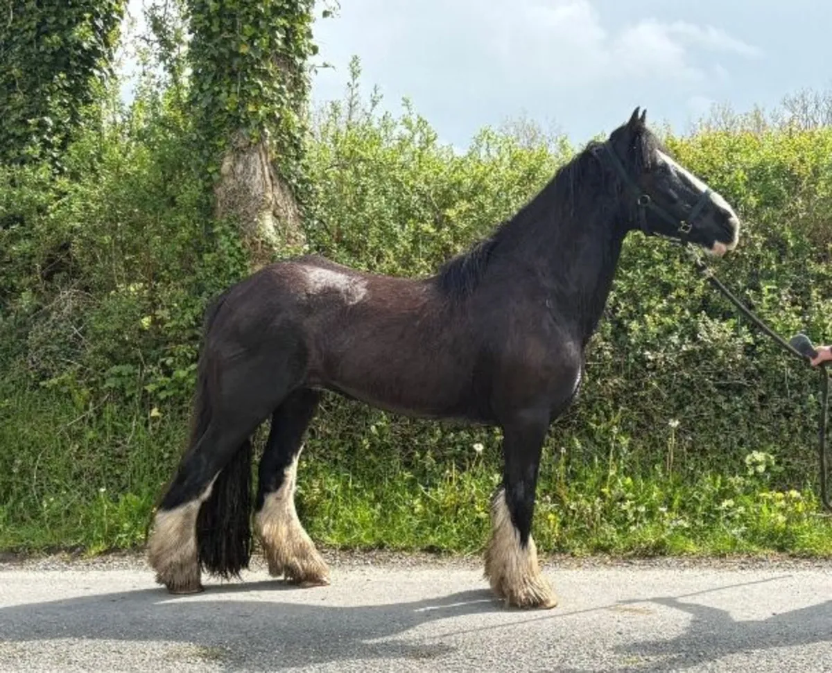 Riding Cobs - Image 4