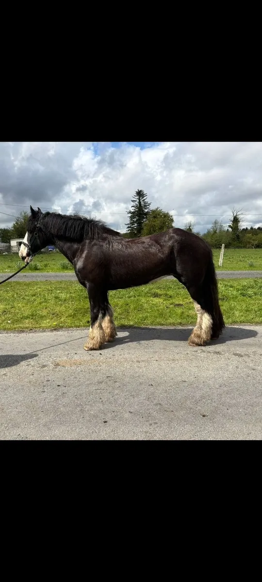 Riding Cob mare - Image 3