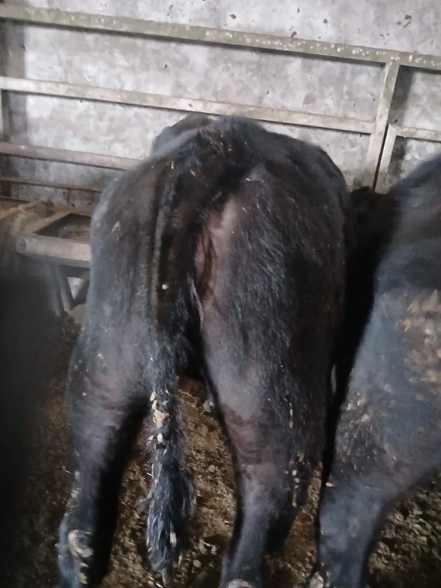 Aberdeen Angus Heifers - Image 2