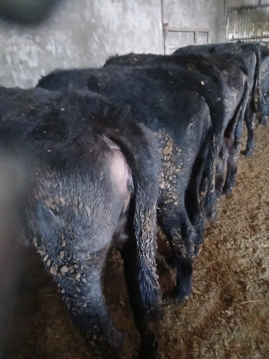Aberdeen Angus Heifers - Image 3
