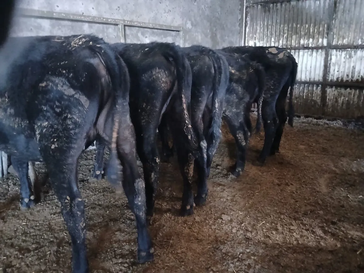 Aberdeen Angus Heifers - Image 4