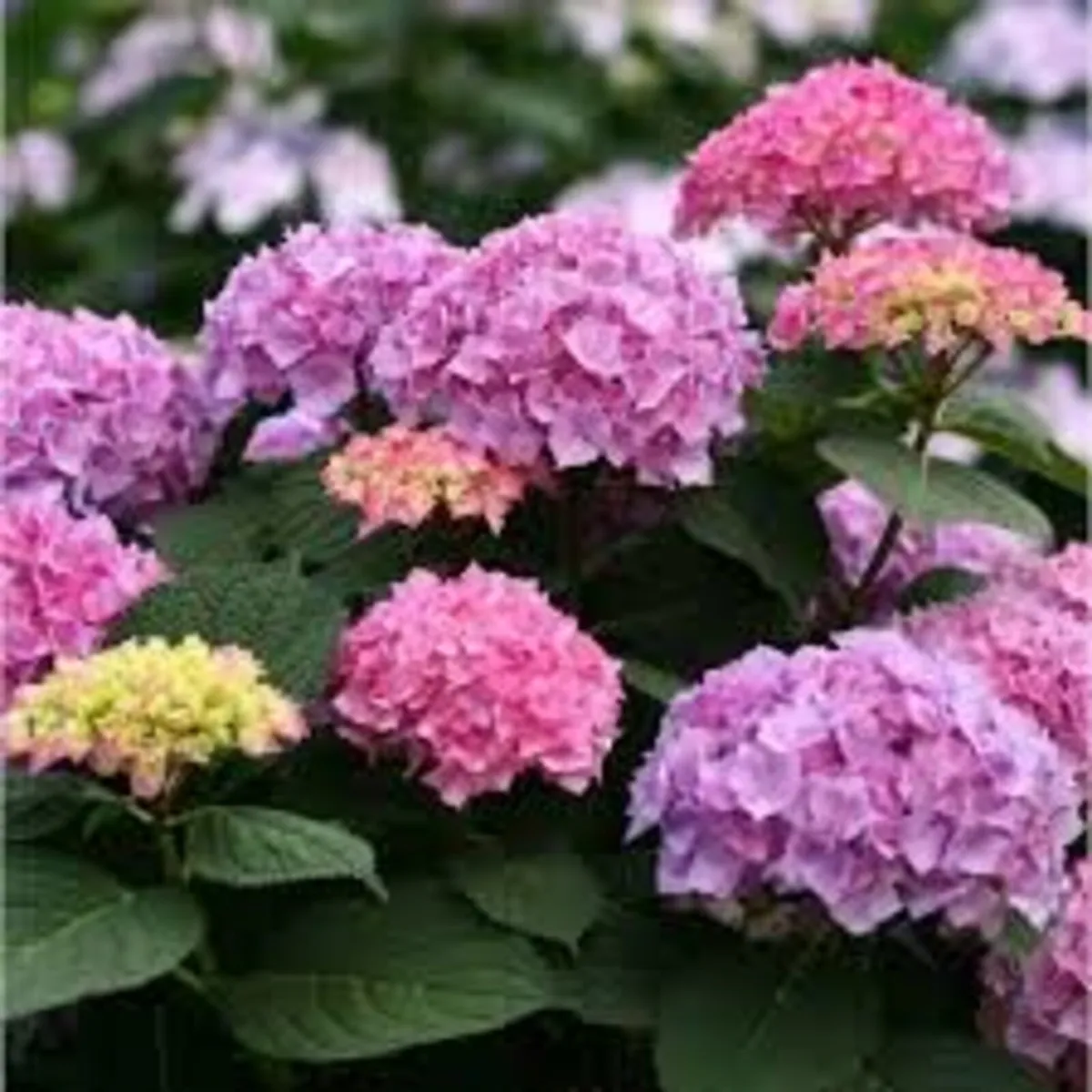 plants and landscaping - Image 1