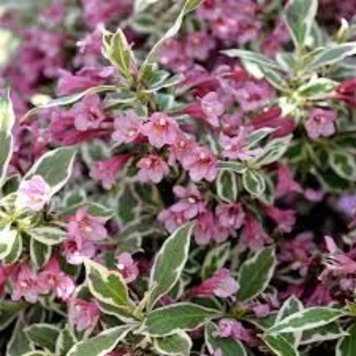 plants and landscaping - Image 4
