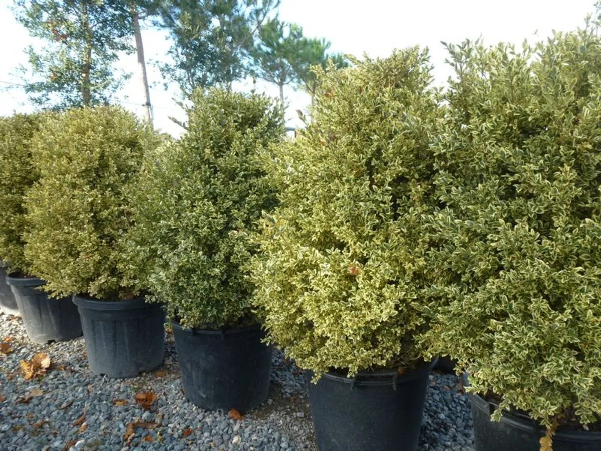plants and landscaping - Image 3
