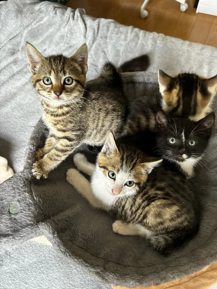 Kittens - Image 1
