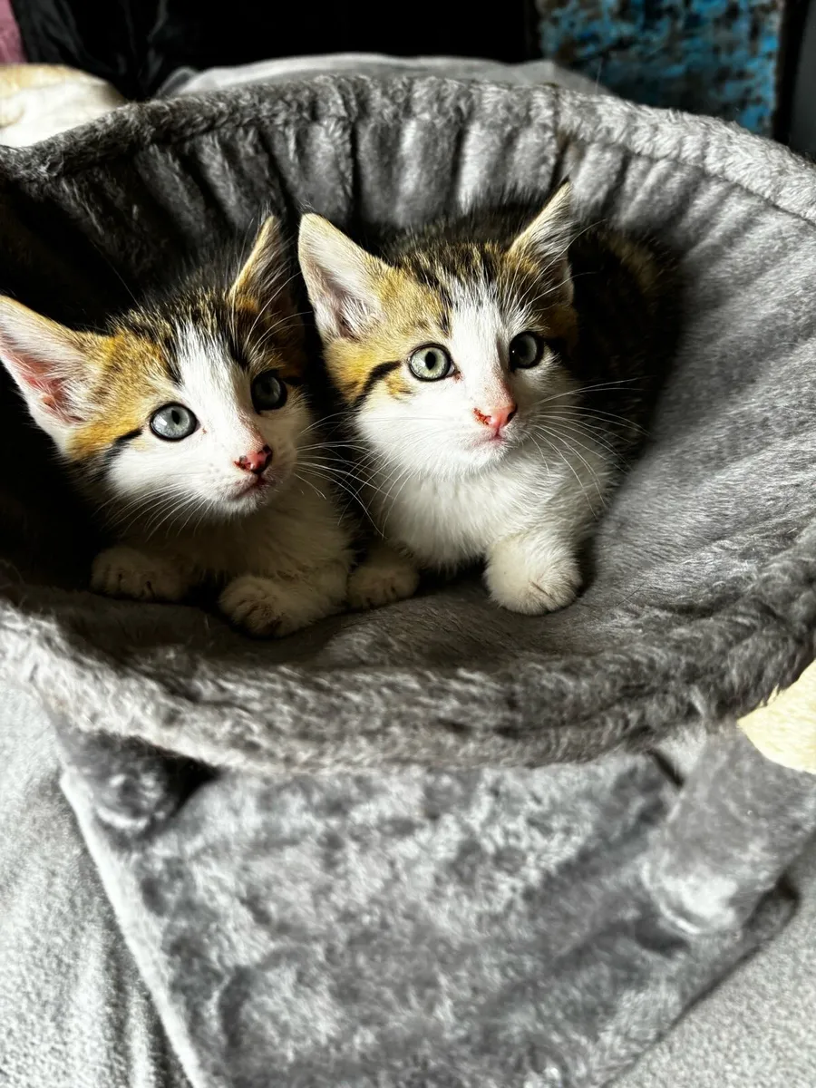 Kittens - Image 2