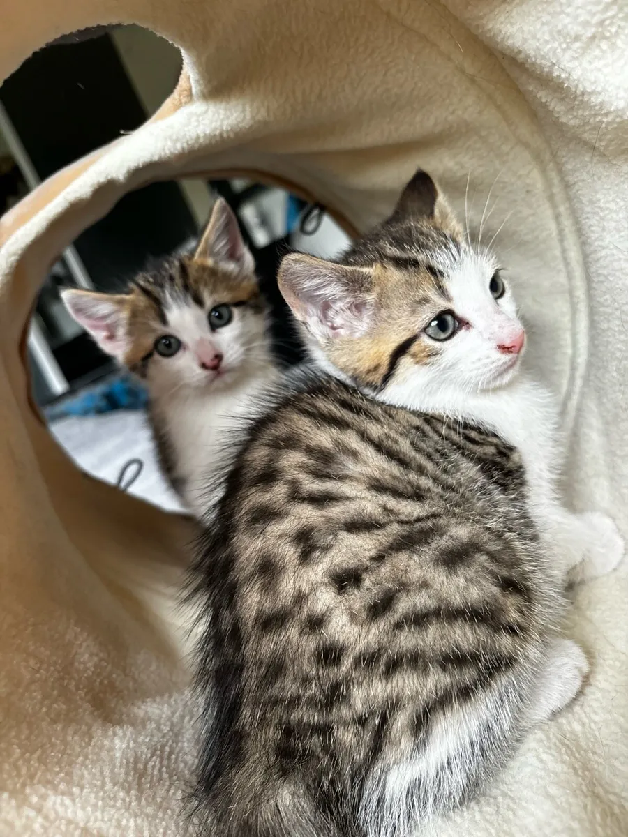 Kittens - Image 3
