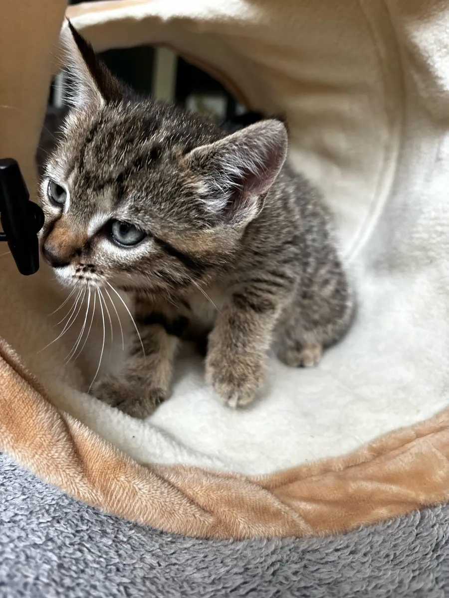 Kittens - Image 4