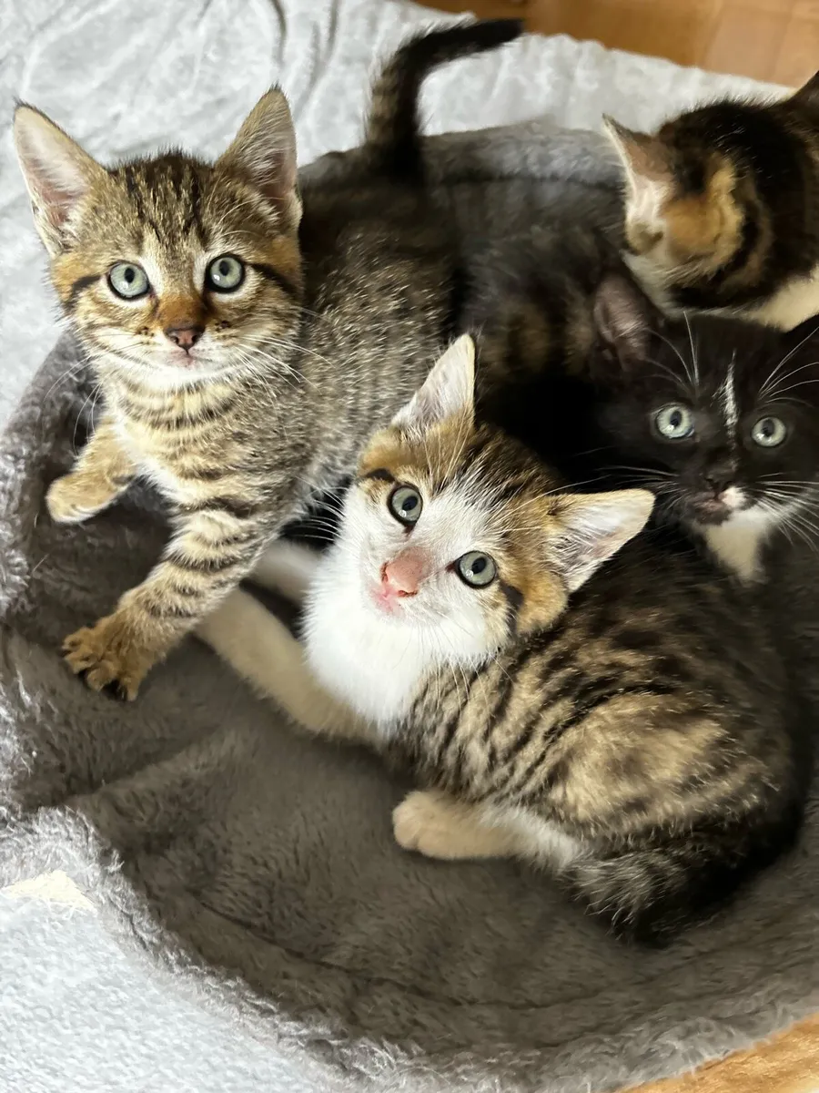 Kittens - Image 4
