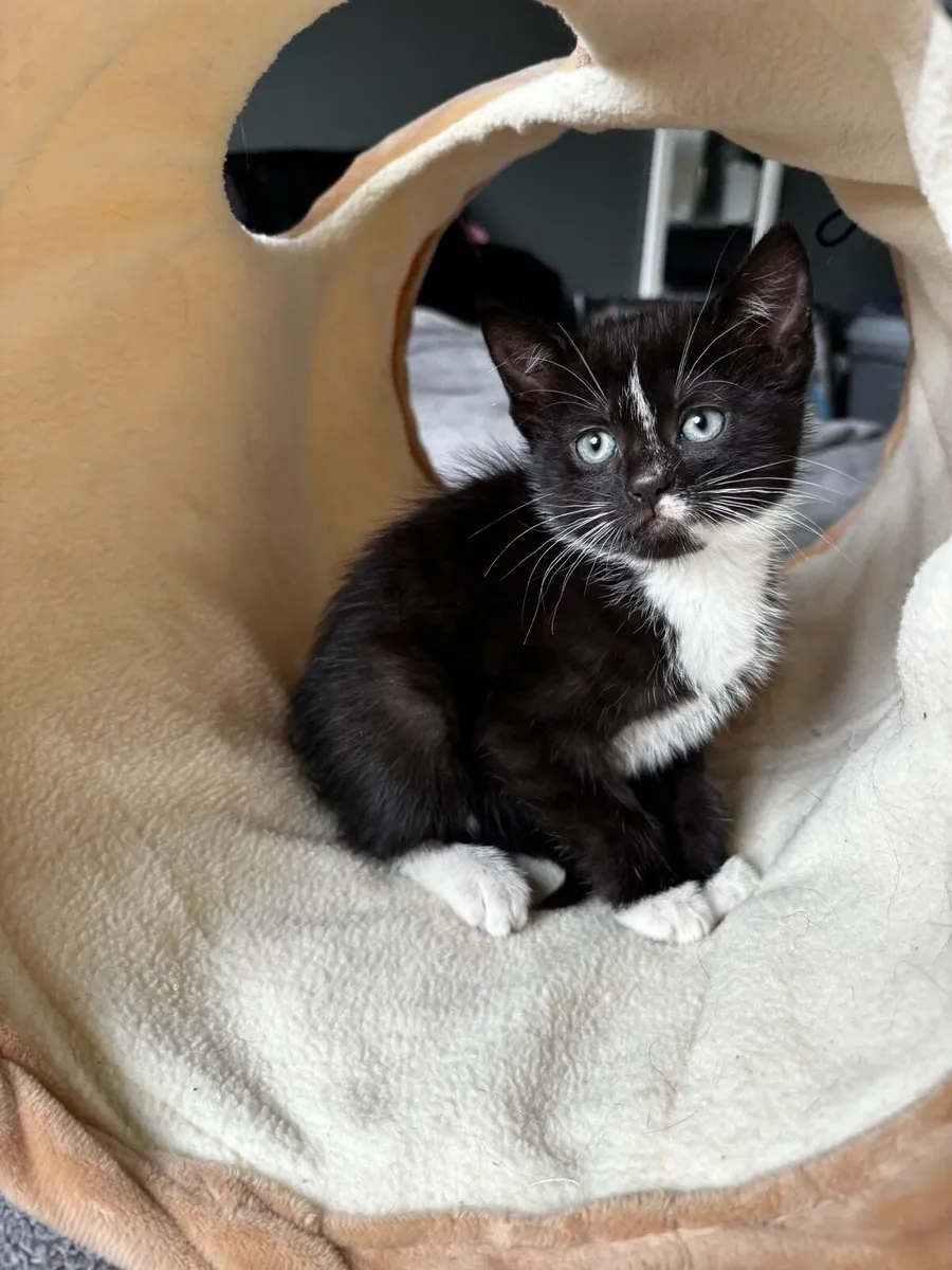 Kittens - Image 3