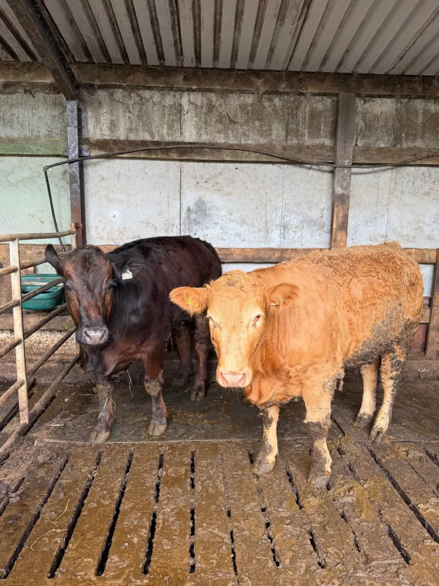 Four weanlings and two bulling heifers - Image 2