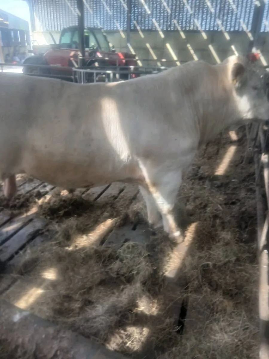 Bull - Image 1