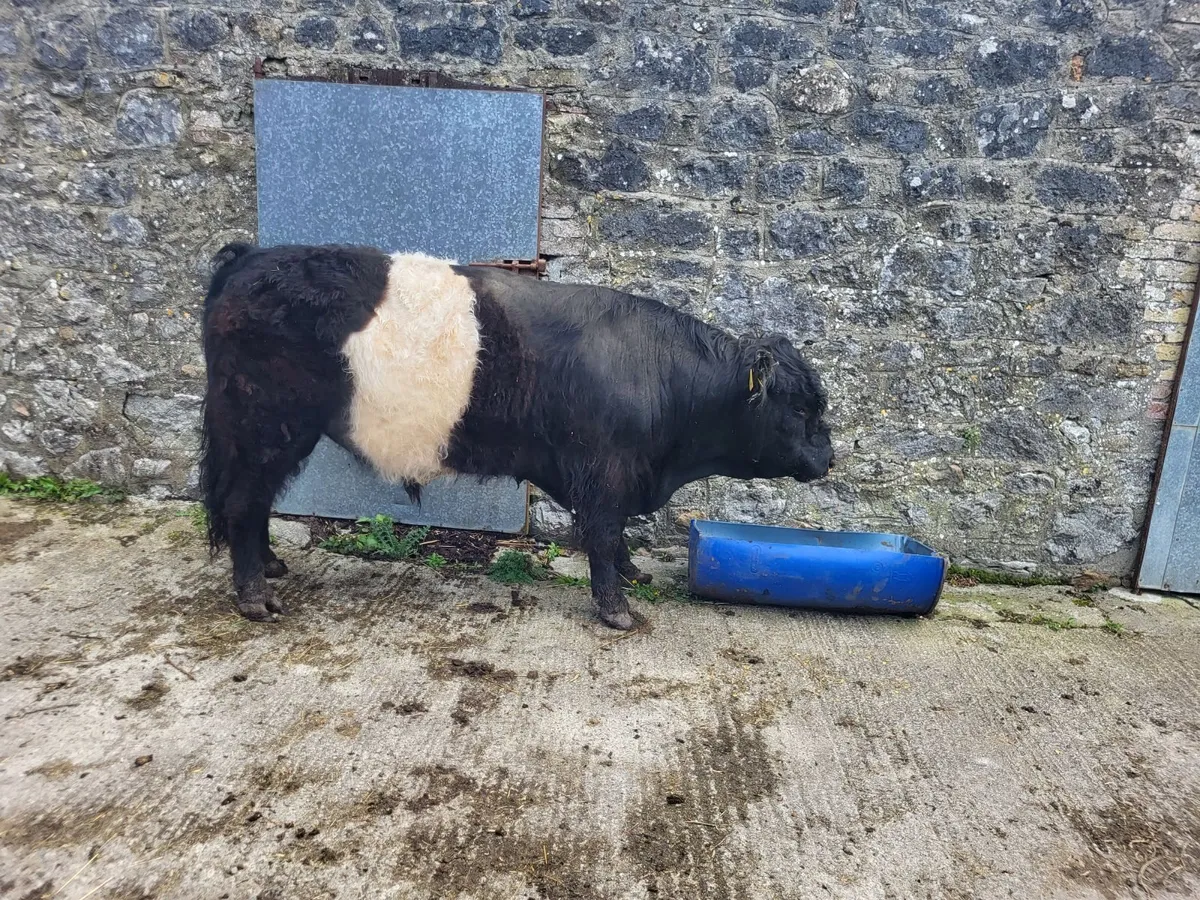 Belted Gallowway Pedigree Bull