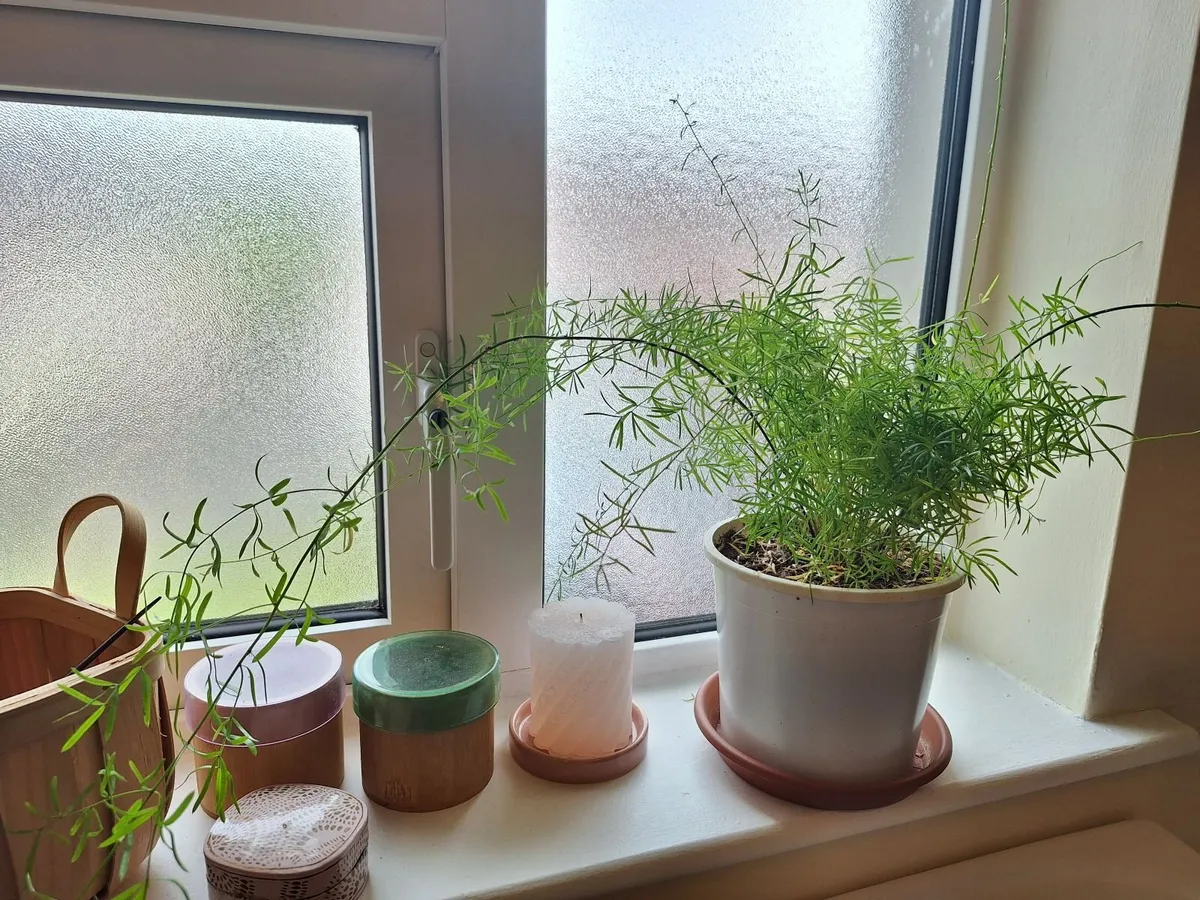 Plants - Image 2