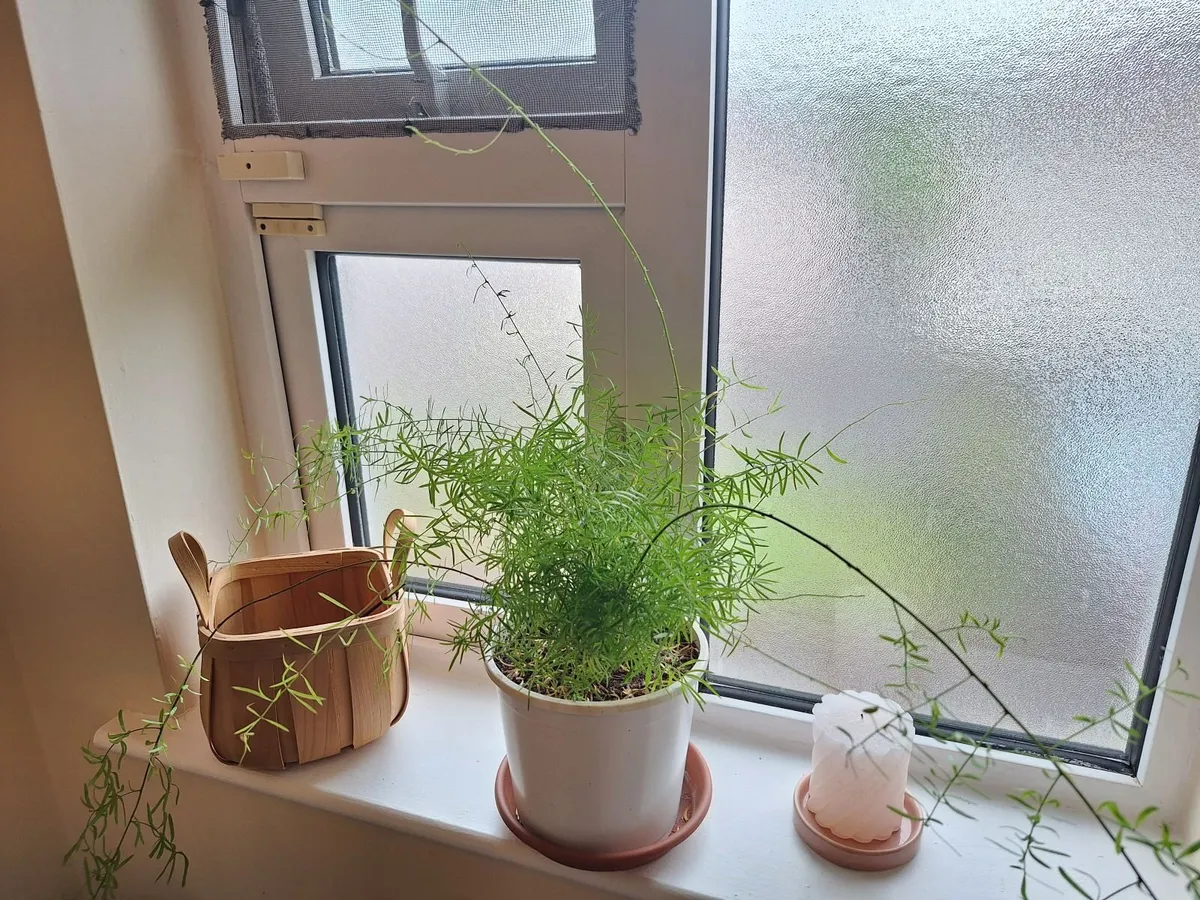Plants - Image 3