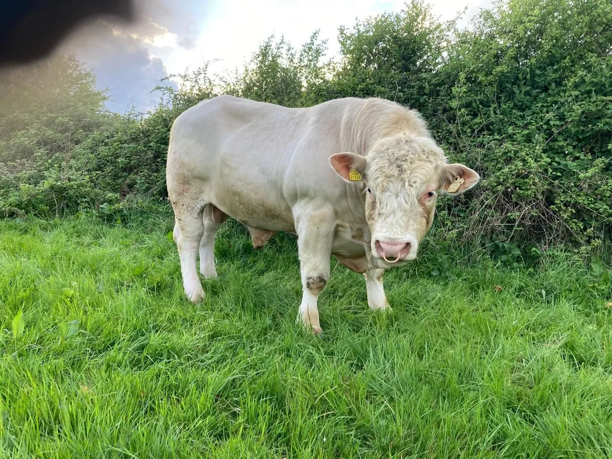 Bull - Image 3