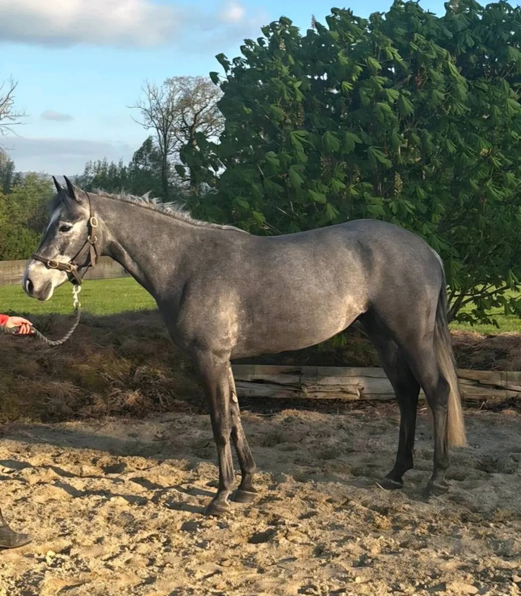 LOT 76 GORESBRIDGE: 5yr 148cm mare - Image 2