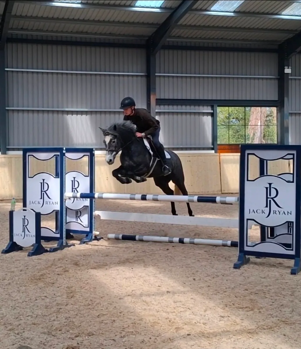 LOT 76 GORESBRIDGE: 5yr 148cm mare - Image 1