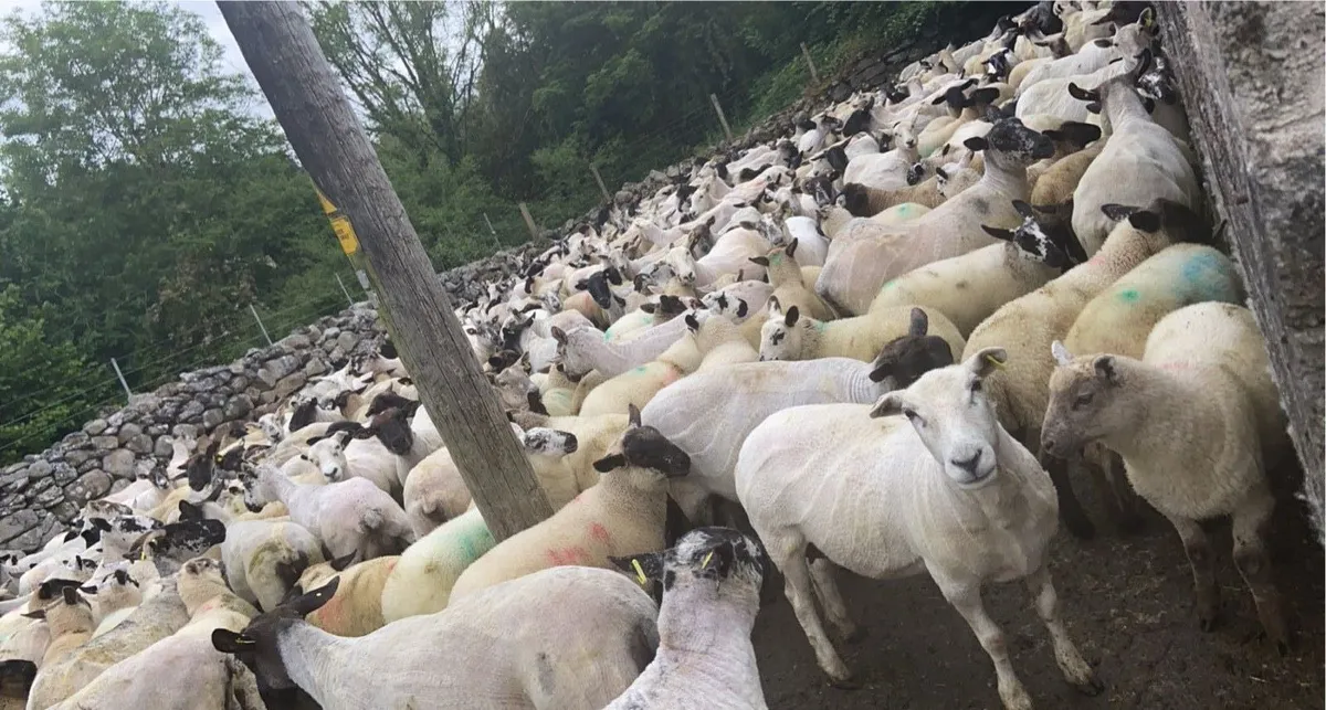 Sheep shearing services - Image 1