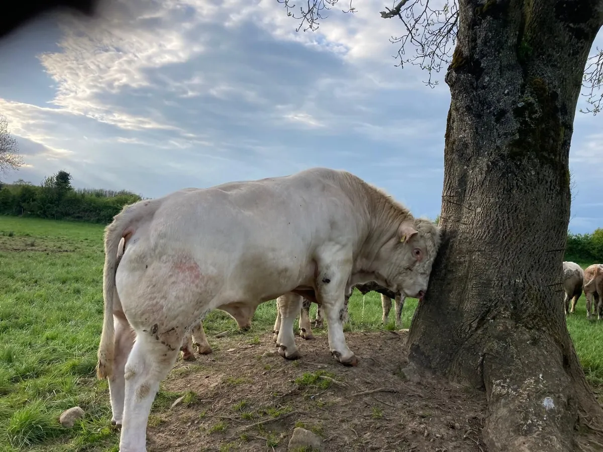 Bull - Image 1