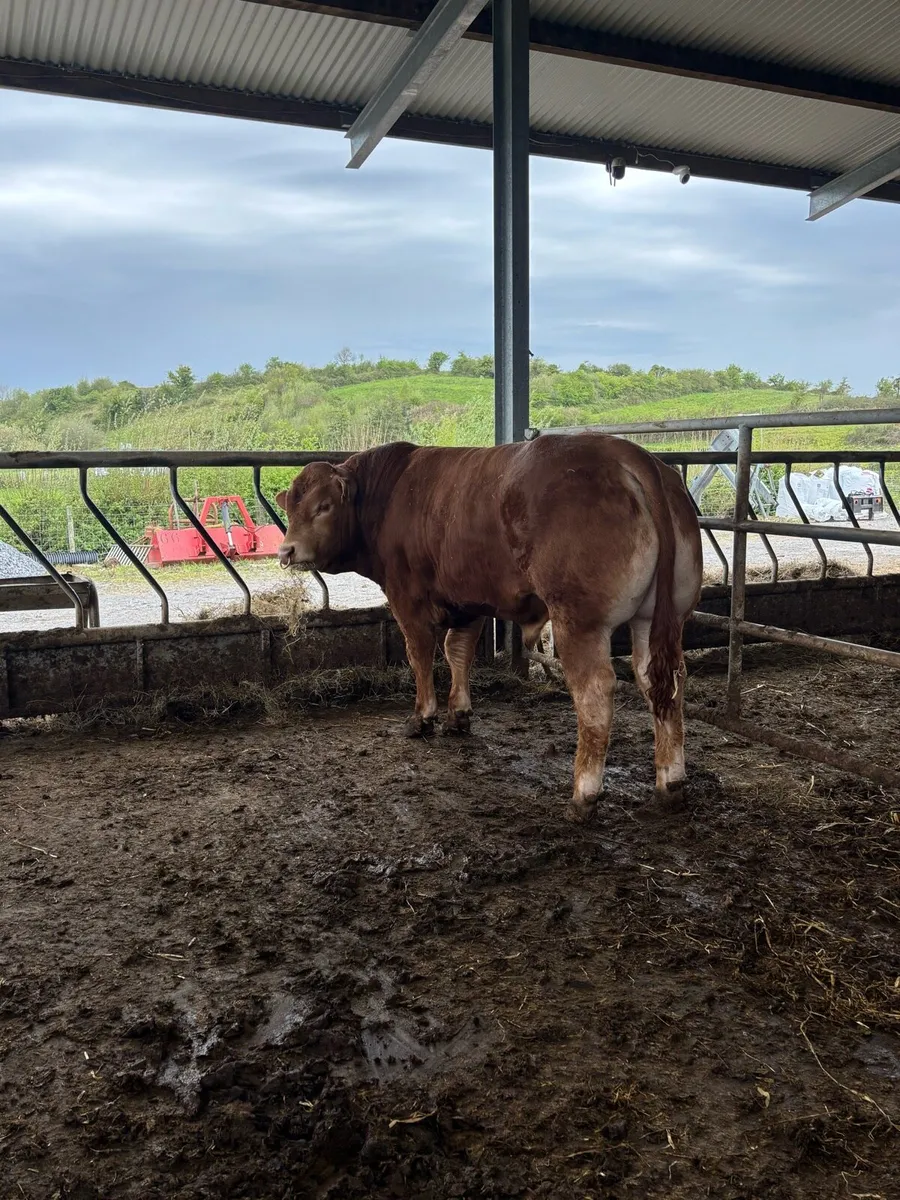 Limousin Bull - Image 1