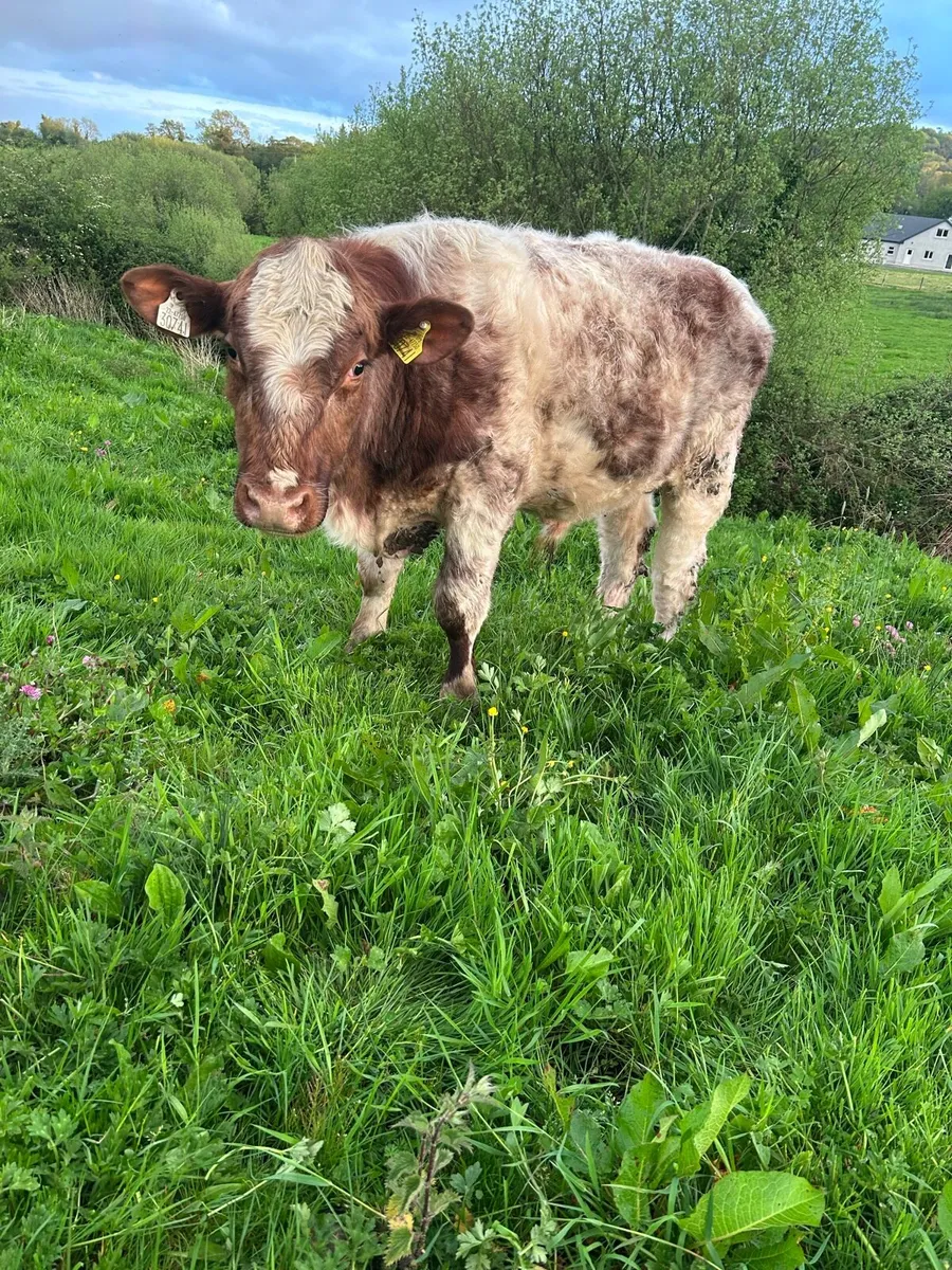 Pbr shorthorn bulls - Image 1