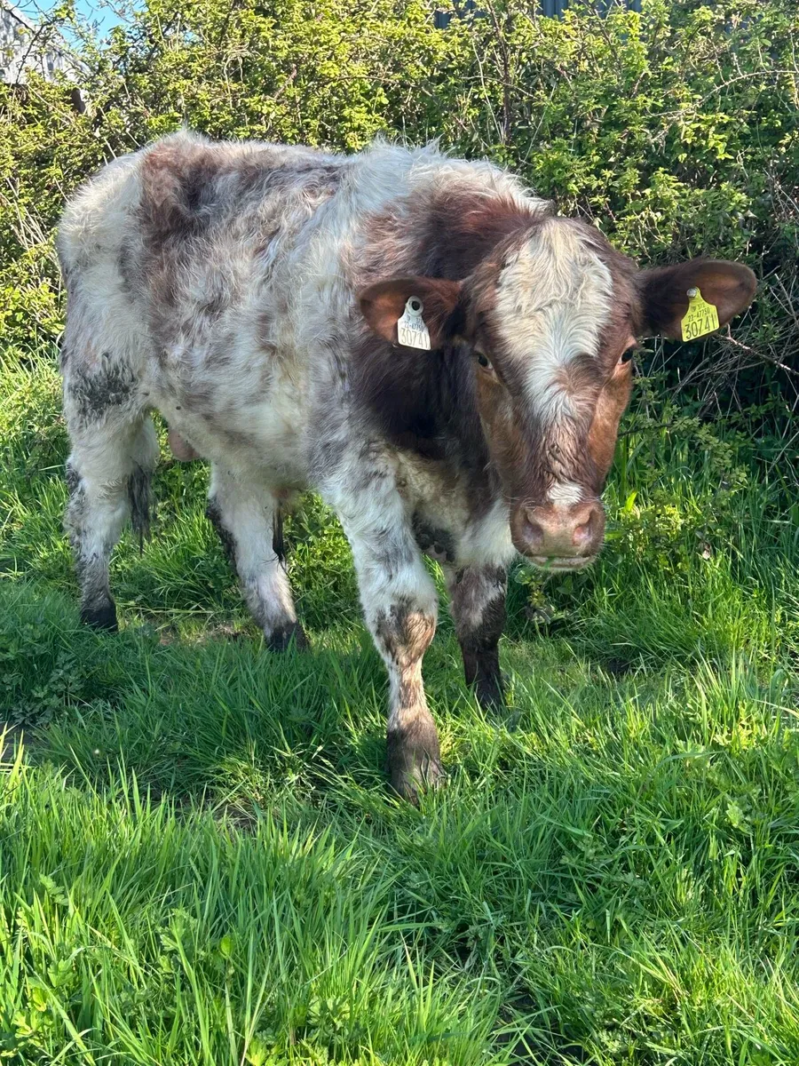 Pbr shorthorn bulls - Image 2
