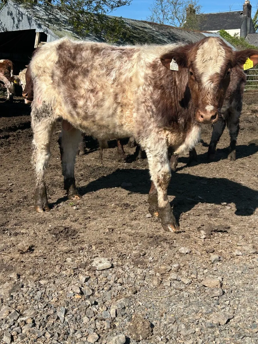 Pbr shorthorn bulls - Image 3