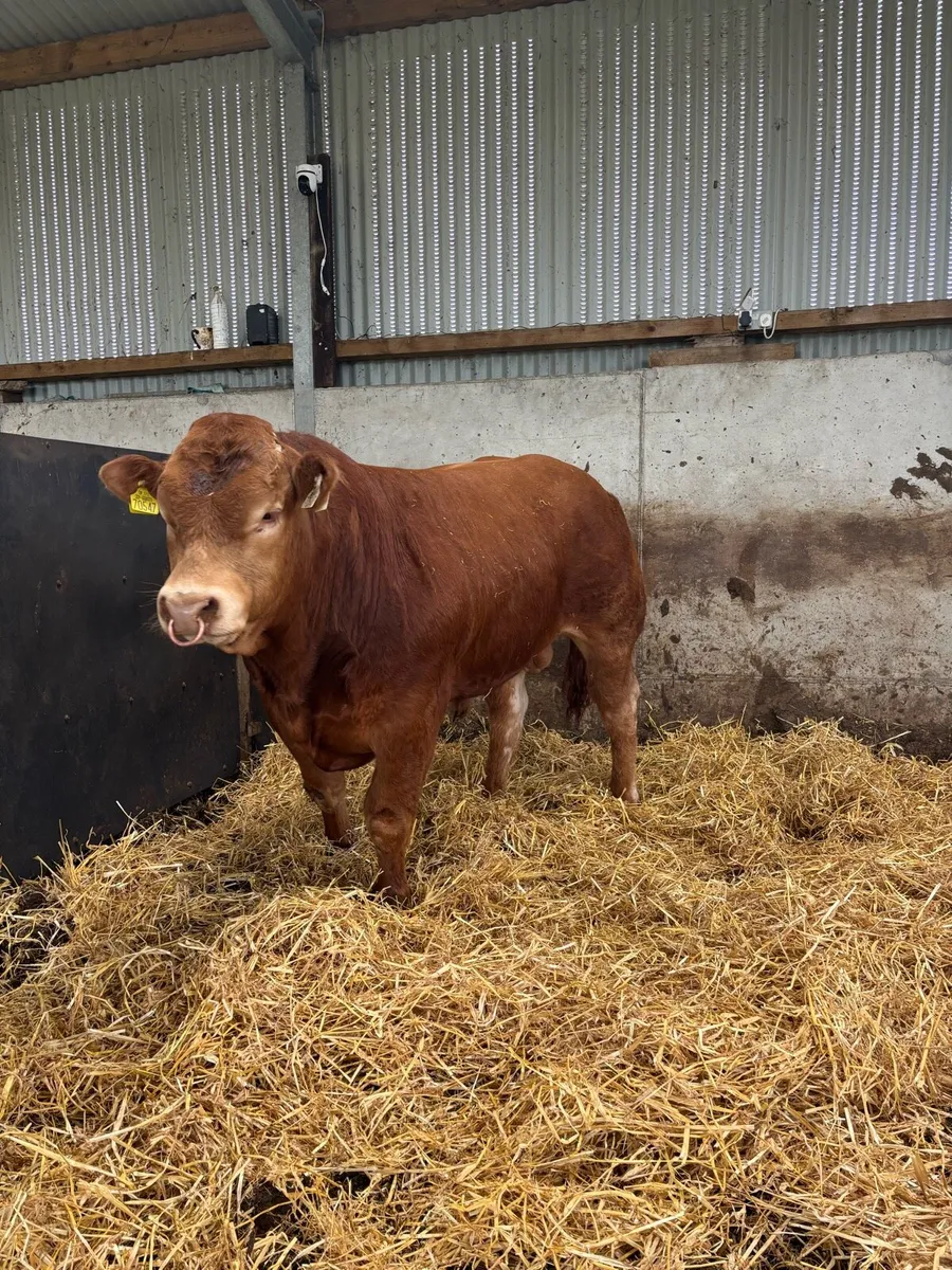 Limousin Bull - Image 3