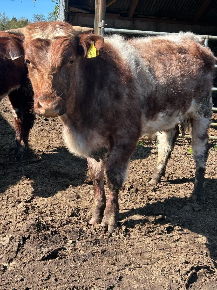 Pbr shorthorn bulls - Image 4