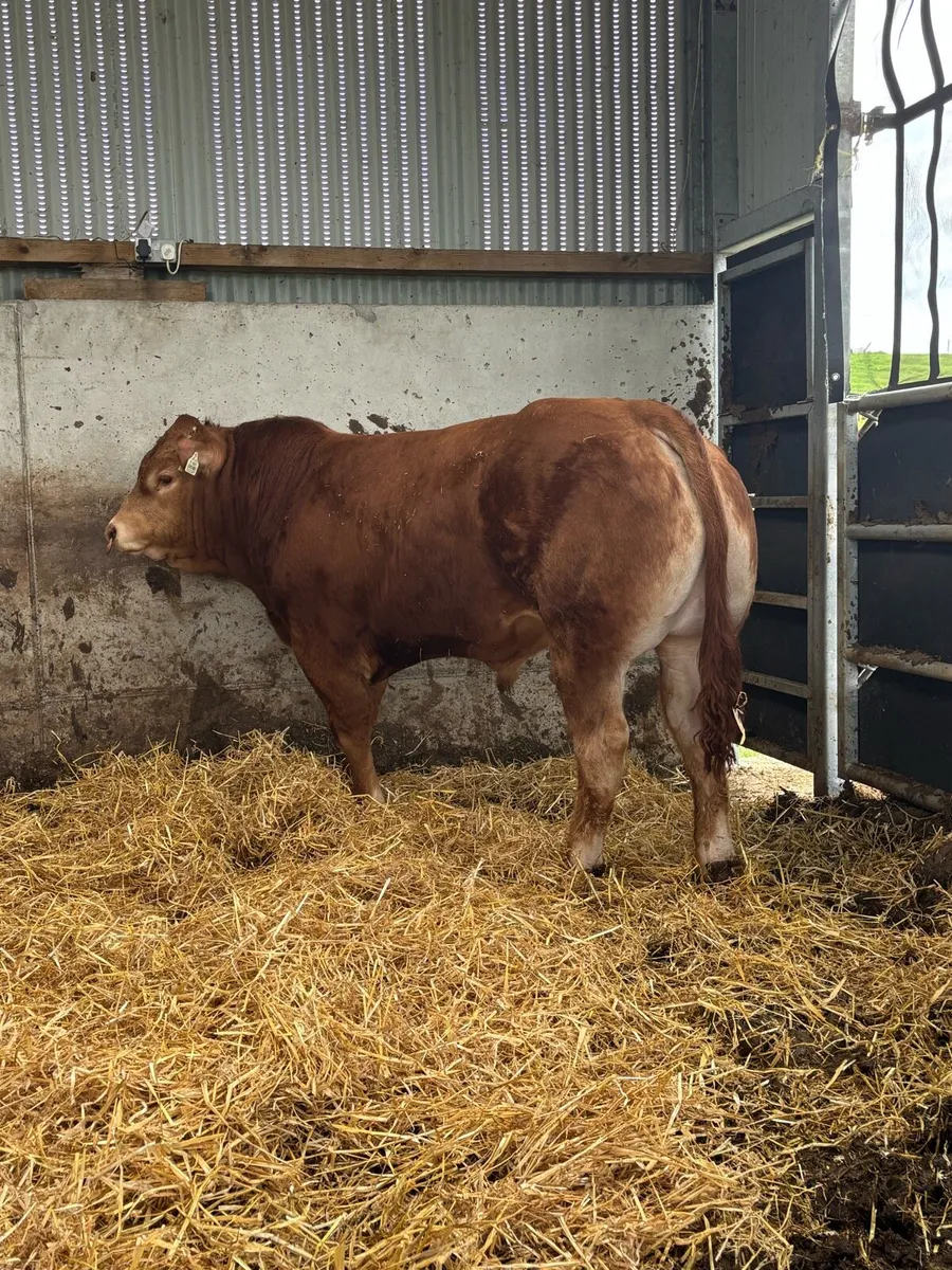 Limousin Bull - Image 4
