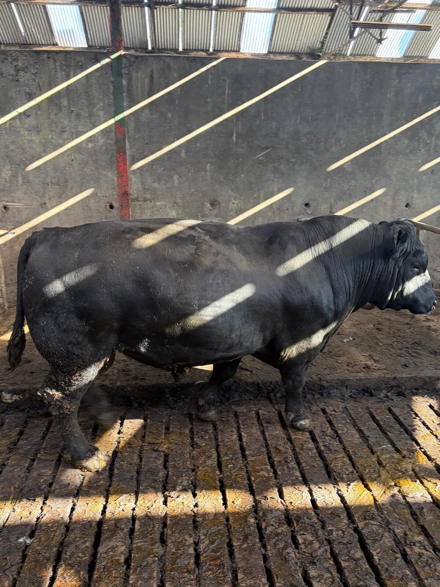 Pedigree Angus Bull - Image 2
