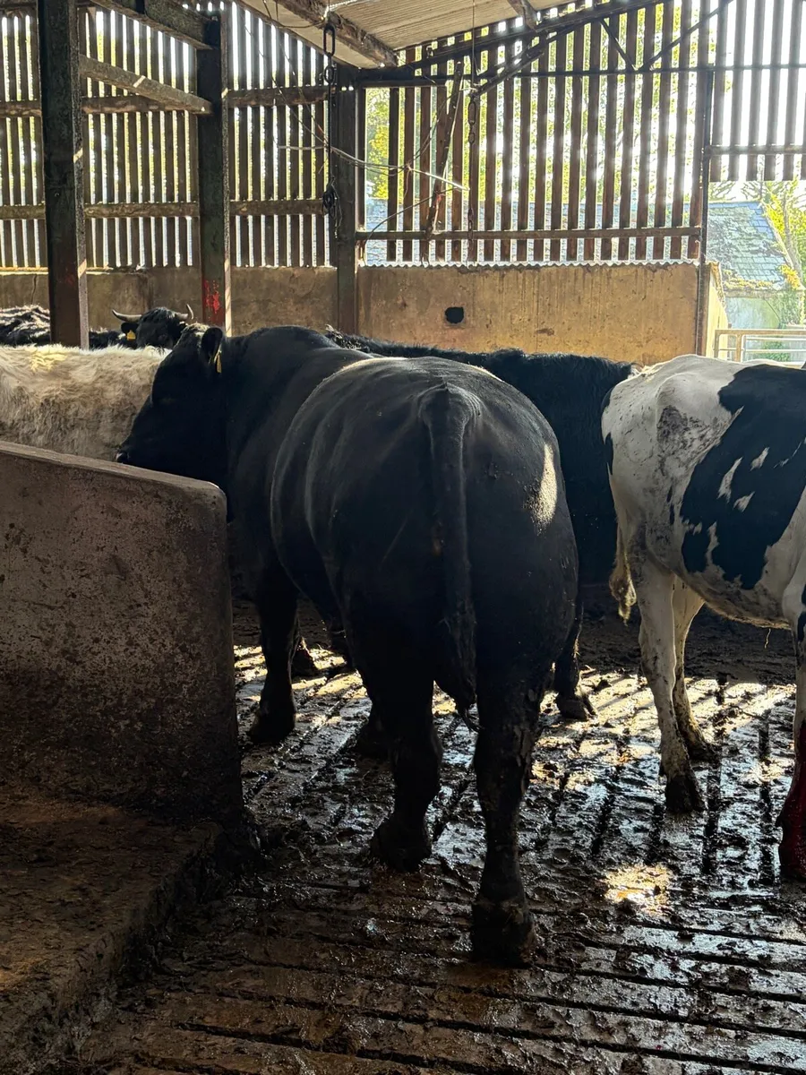 Pedigree Angus Bull - Image 3