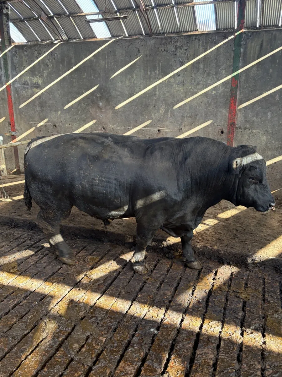 Pedigree Angus Bull - Image 1