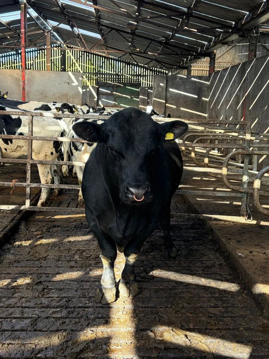 Pedigree Angus Bull - Image 4