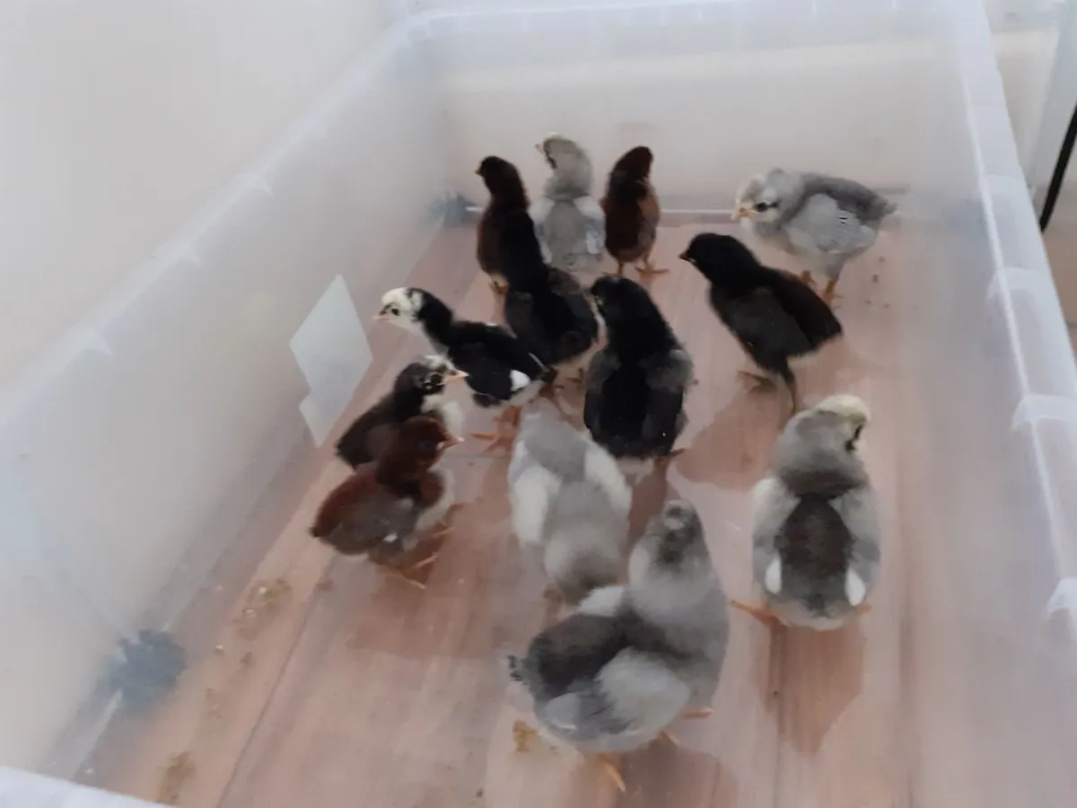 Ducklings, chicks  , hatching eggs - Image 2