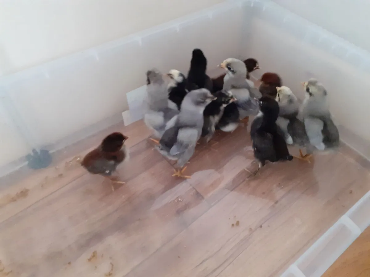 Ducklings, chicks  , hatching eggs - Image 3