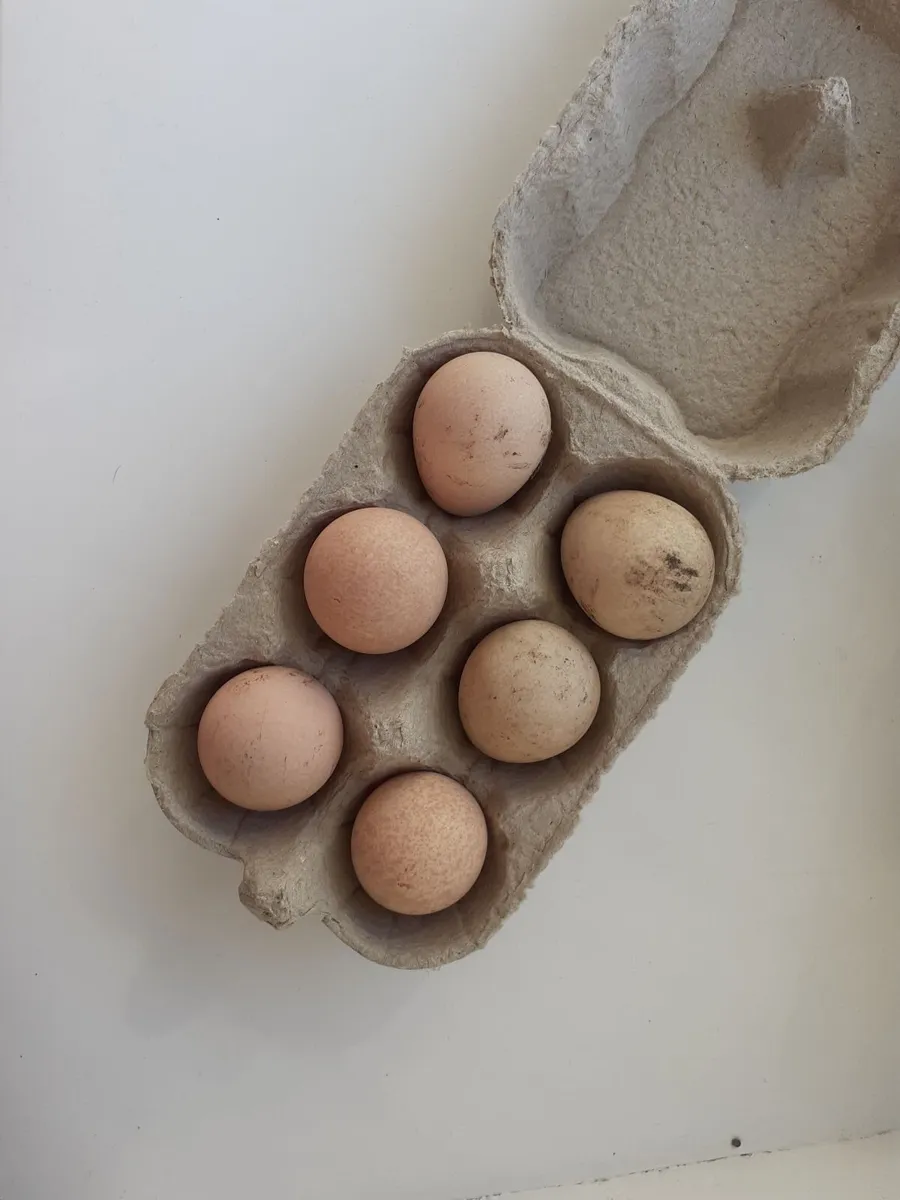 Ducklings, chicks  , hatching eggs - Image 4
