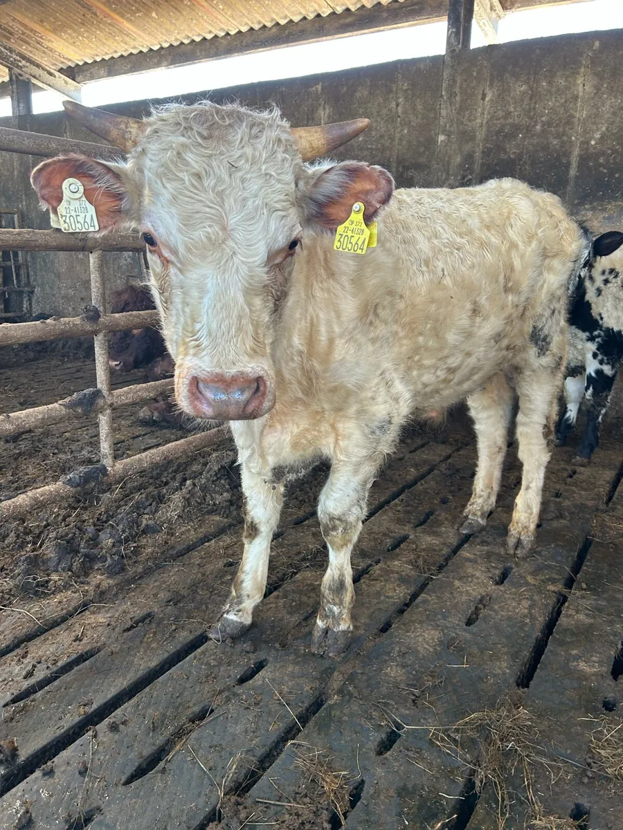 Organic shorthorn bulls - Image 1