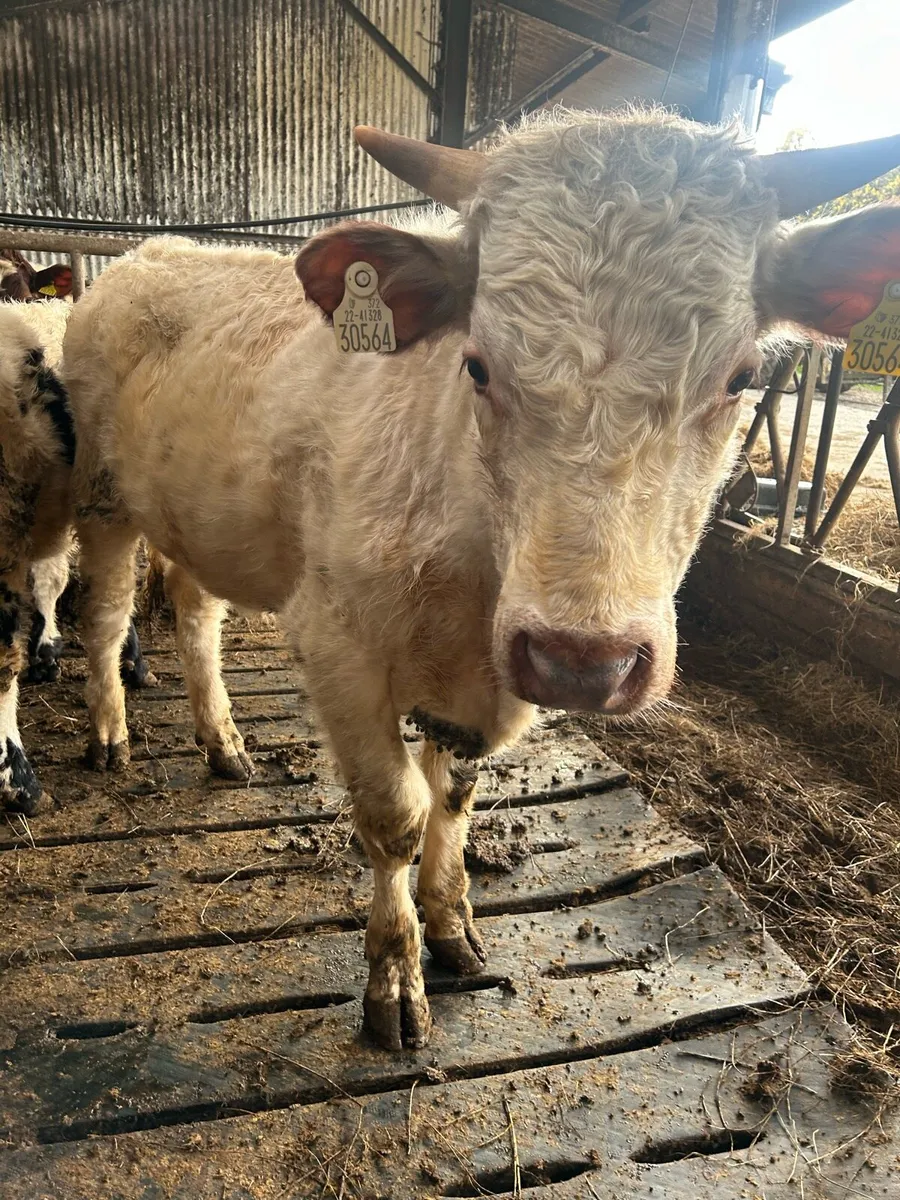 Organic shorthorn bulls - Image 2
