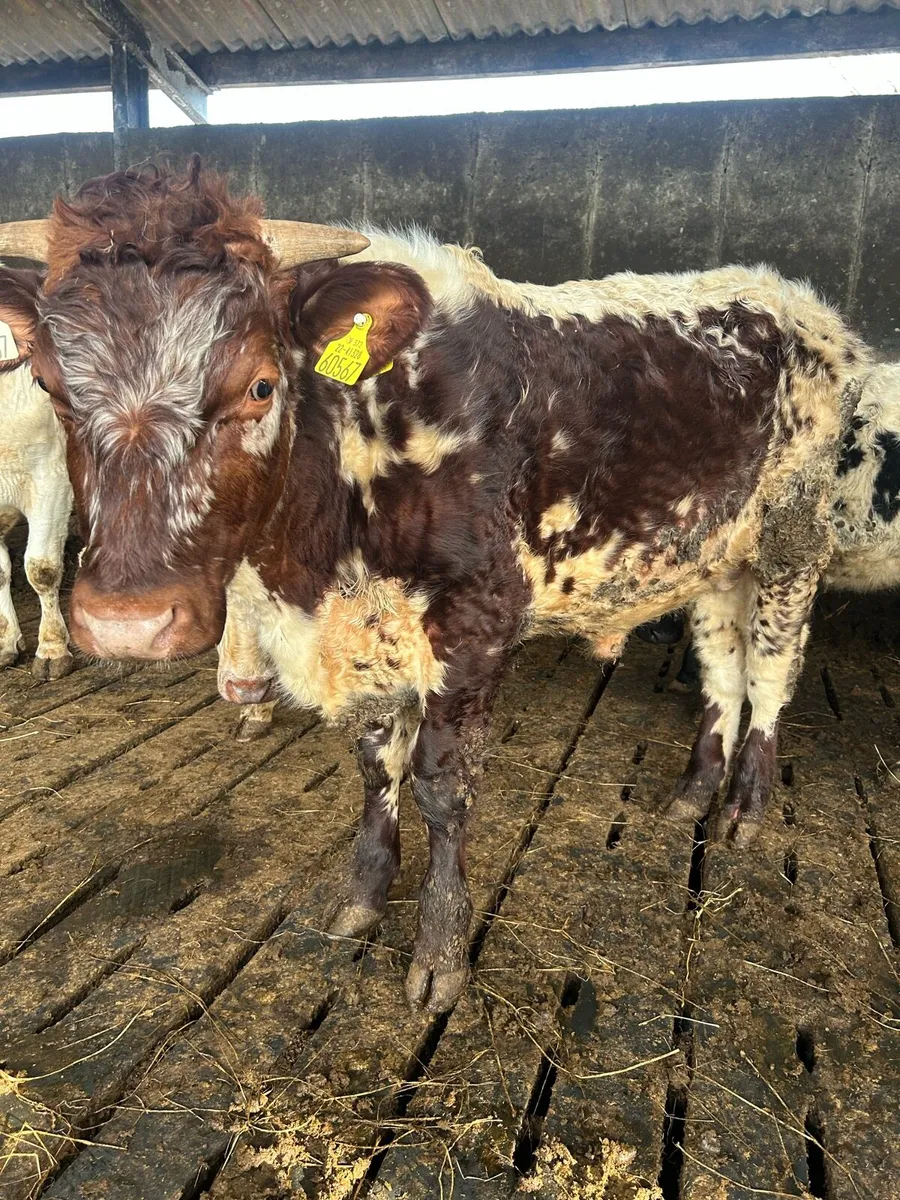 Organic shorthorn bulls - Image 3