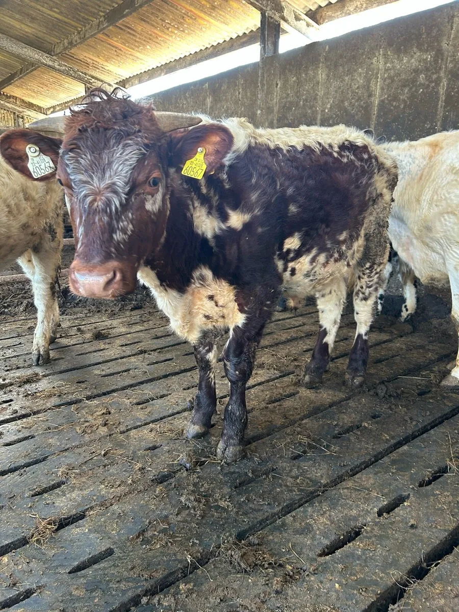 Organic shorthorn bulls - Image 4
