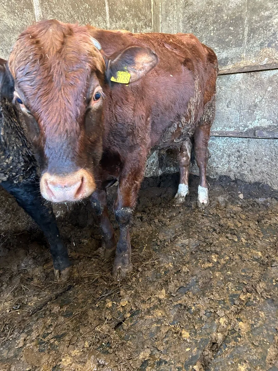 organic bullocks - Image 3